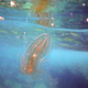 Ctenóforo en el Mediterráneo. Wikimedia Commons